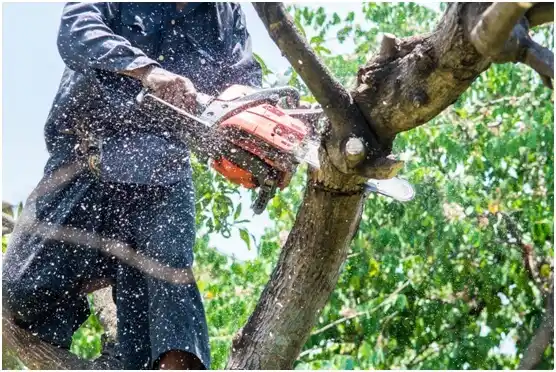 tree services Chain O' Lakes